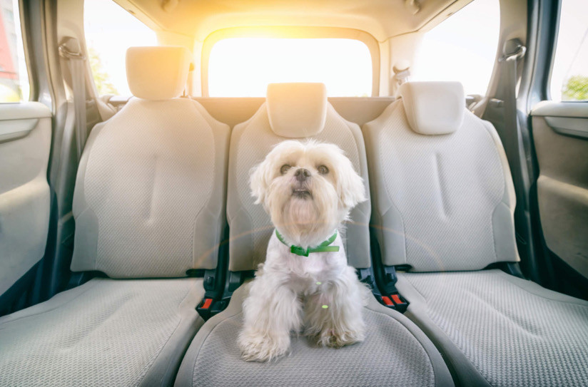 Arabada Köpekleri Sakinleştirmek İçin 8 İpucu