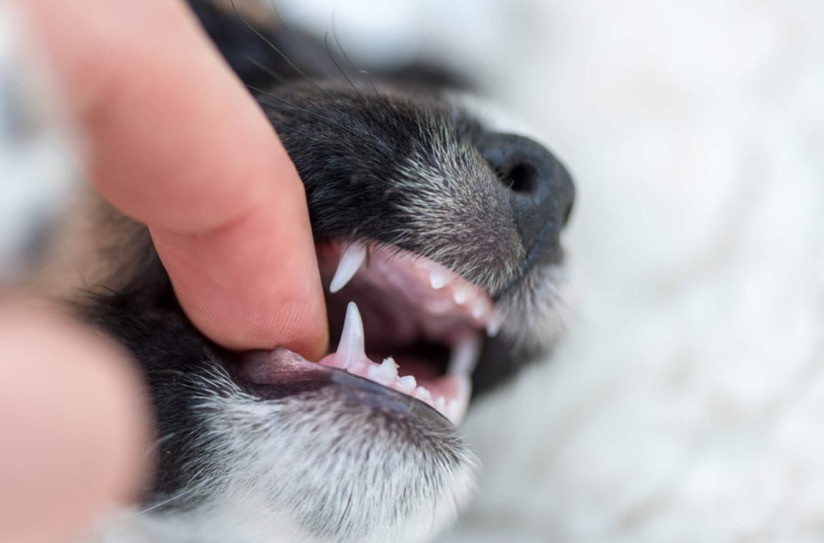 Köpeklerde Diş Eti Hastalığı
