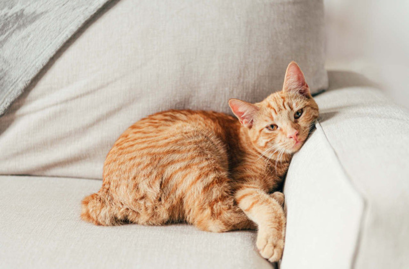 Kedi Yaşı Hesaplama ! Kedilerin Yaşı Nasıl Öğrenilir 2023