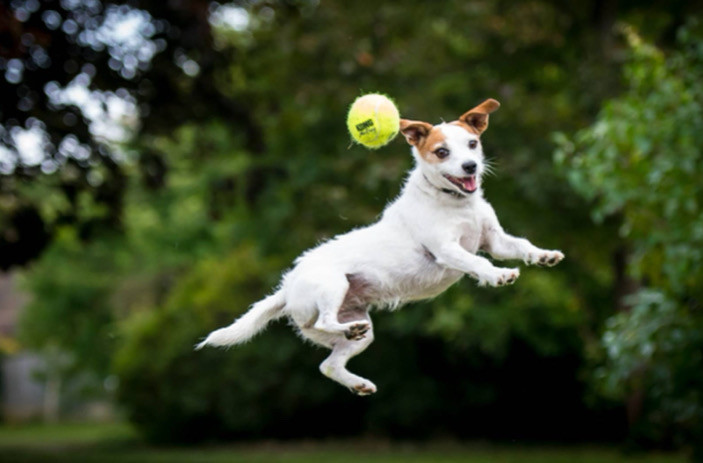 Köpeklerde Hiperaktiflik, Aşırı Hareketlilik