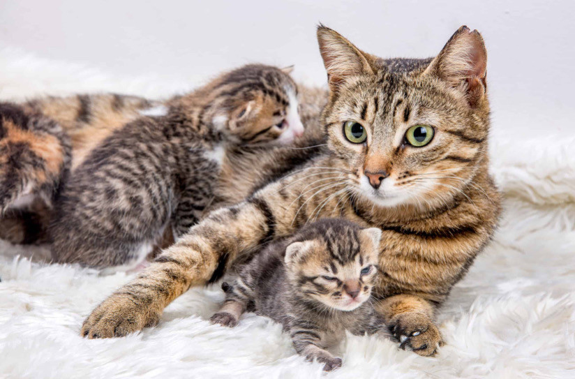 Kedi ve Köpeklerde Doğum Öncesi Davranış Değişiklikleri