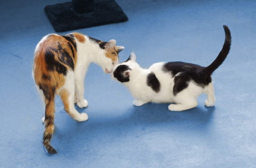 Kedilerin Duruş Şekli ve Beden Dili İletişimi