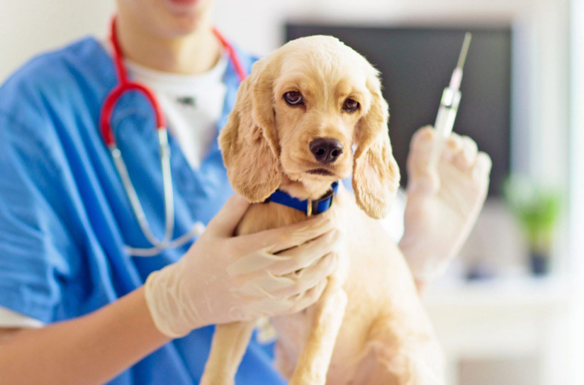 Köpeklerin Olması Gereken Aşılar