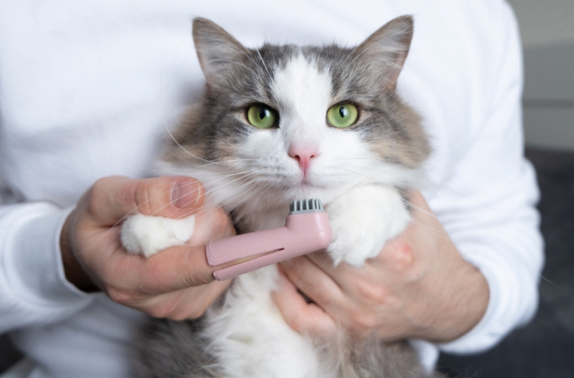 Kedilerin Dişinin Fırçalanması Hakkında Bilinmesi Gerekenler