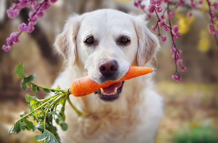 Köpekler İçin Sebze Tüketimi