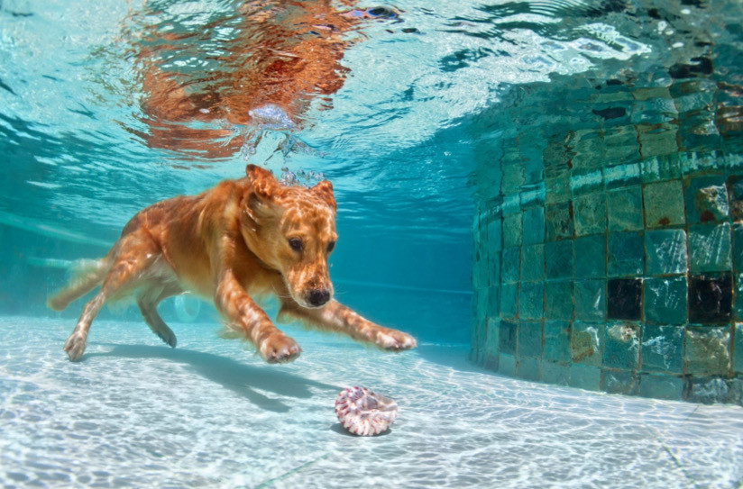 Köpeğinizle Birlikte Yüzmeden Önce Dikkat Etmeniz Gerekenler