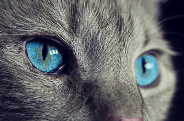 Kedilerde Göz Enfeksiyonları ve Körlük Nedenleri