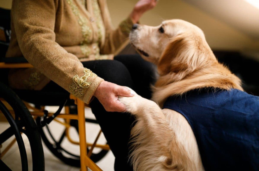 Sevgi ve Şefkat Dolu 5 Terapi Köpeği