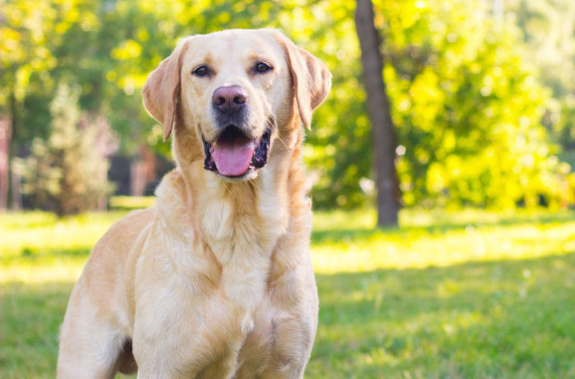 Labradorunuzu Mutlu ve Sağlıklı Tutmanın 7 Yolu