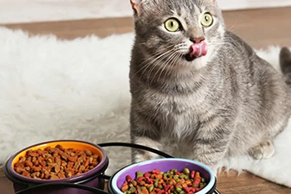 Kedimi Ne Kadar Beslemeliyim?