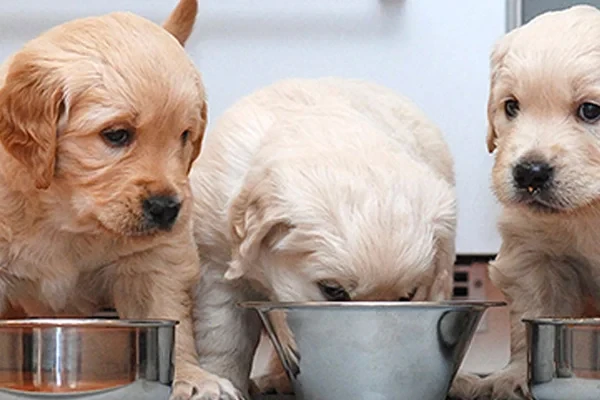 Yavru Köpekler İçin Beslenme Önerileri