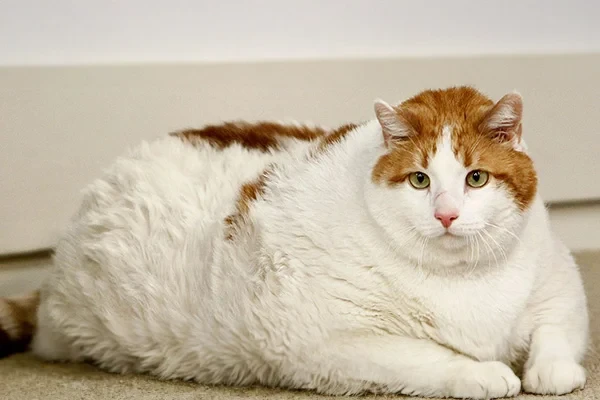 Kedilerin Obez Olmaması İçin Ne Yapmalı?