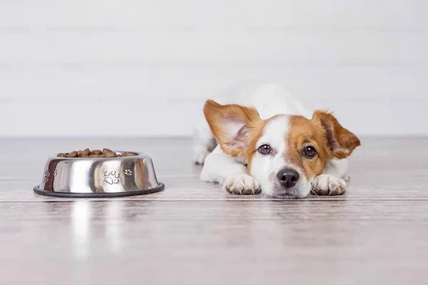 Köpeklerde İştah Kaybı Neden Olur?