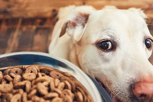 Köpeklerin Sağlıklı Beslenmesi İçin Yapılacaklar