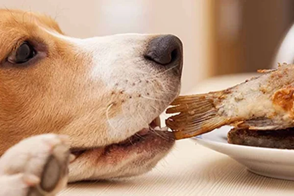 Köpeklere Ev Yemekleri Verilir mi?