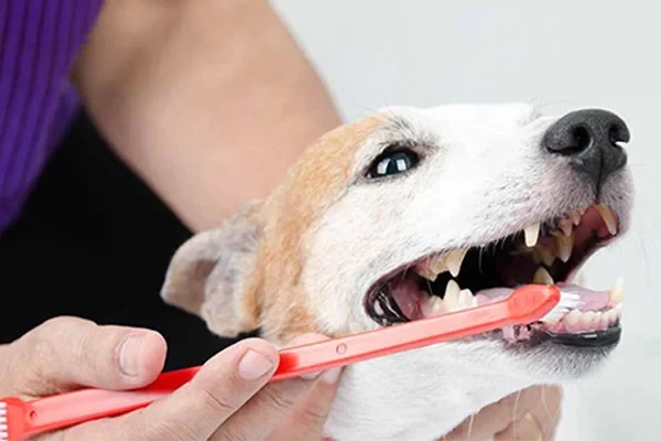 Köpeklerde Diş Bakımı Nasıl Olmalı?