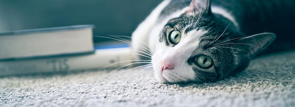 Kedi Yaşı Hesaplama ! Kedilerin Yaşı Nasıl Öğrenilir 2023